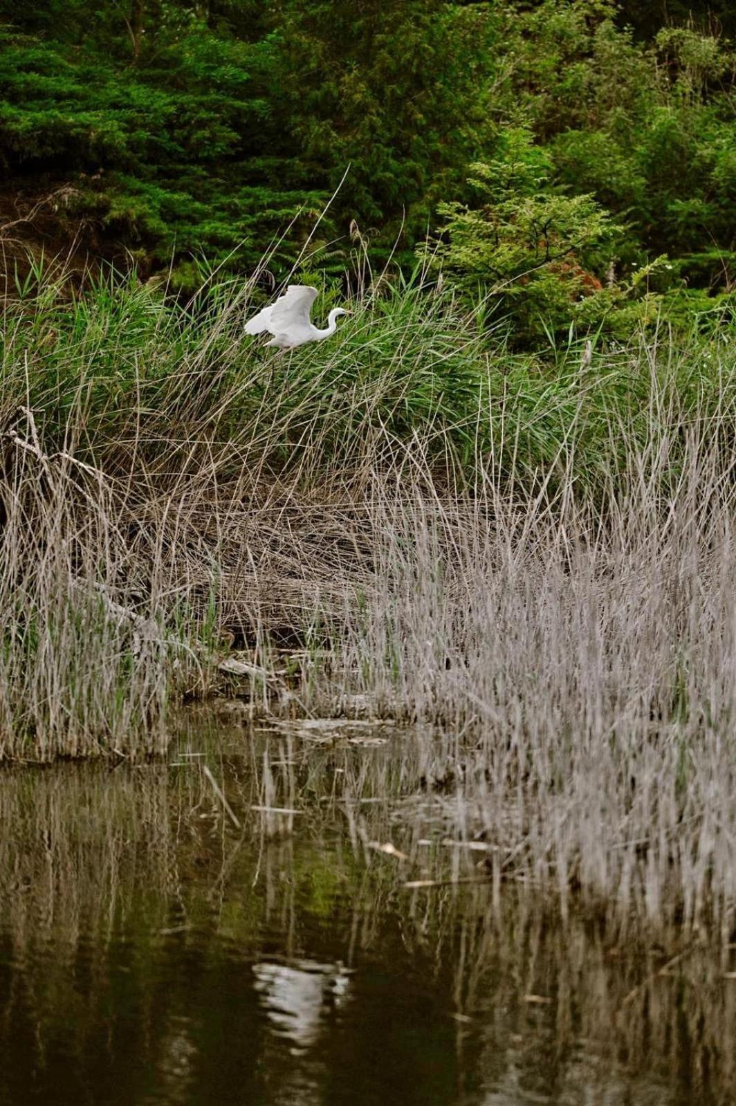 Zielona Parcela Pisz Esterno foto
